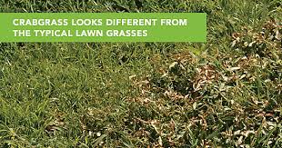 Grab them at the base of the stem and pull upwards, taking care to remove the side shoots as well as the main body of the plant. How To Get Rid Of Crabgrass The Easy Way