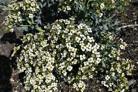 Image result for Crambe
