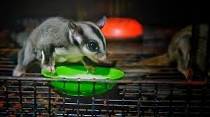 Bermula Dari Hobi Novia Sukses Bisnis Sugar Glider Okezone Economy
