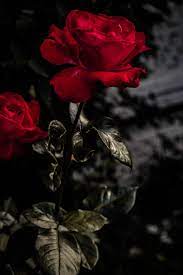 Download hd wallpapers for free on unsplash. 350 Red Rose Images Hq Download Free Pictures On Unsplash