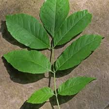 Image result for Oleaceae