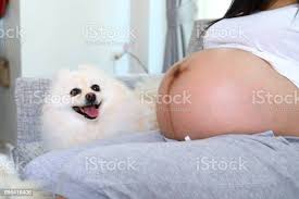Foto De Mulher Gravida 9 Mes E Bichinhos Fofos Pomeranian Cachorro E Mais Fotos De Stock De 6 11 Meses Istock