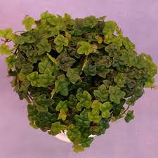 Image result for Ficus persicifolia