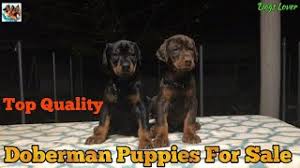 Check spelling or type a new query. Super Quality Doberman Puppies For Sale Doberman Puppies For Sale Puppy Care Online