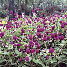 Please pick the trees you wish to install in your next landscape project. Las Vegas Purple Gomphrena Seeds Park Seed