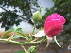 Foto Bunga Mawar Kuncup Wallpaper Bunga Mawar Merah Kuncup Heru Setyawan Blog Bunga Mawar Kuncup Dan Vas Pagar Kayu Bu Bunga Teratai Bunga Menggambar Bunga