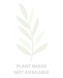 Image result for Pycnospora