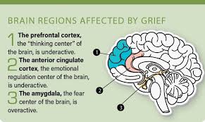 The grieving brain | PowerBrain RX