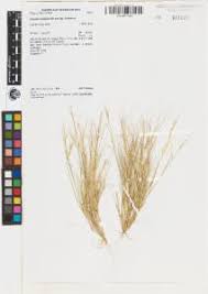 Image result for Aristida stipoides