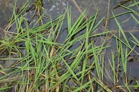 Image result for Agrostis continuata