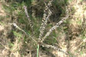 Image result for Cynodon nlemfuensis