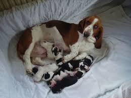 Use the search tool below what colors do basset hounds come in? Lemon Basset Hound Puppies Picture Dog Breeders Guide