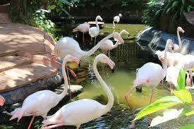 It is home to over 2,500 birds that, well, make themselves feel very much at home as they fly the park was originally named the bird paradise but the name was later changed to langkawi wildlife park in 2006. Things To Do In Langkawi Travel Advice From The Pros