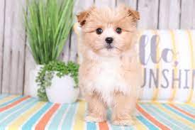 Emerson Adorable Pomapoo Puppies Online Pomapoo Puppies Dog Mom