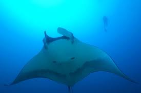 The Cultural Significance Of The Manta Ray In Hawaii Hawaii Magazine Manta Ray Cultural Significance Manta