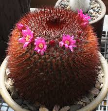 Magical, meaningful items you can't find anywhere else. A Small Collection 2015 And Beyond Page 20 Cactiguide Com
