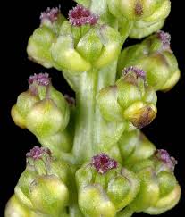 Image result for Triglochin