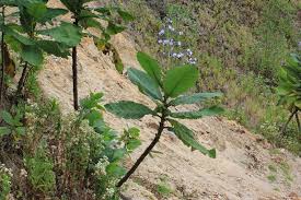 Image result for Wigandia urens