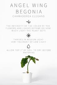 Master List Of Low Light Indoor Plants Zimmerpflanzen Pflanzen Zimmerpflanzen Ideen