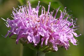 Image result for Monadenium herbaceum