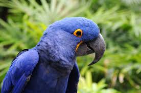 Image result for parrot