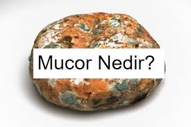 Mucor Nedir Gida Meyve Yerler