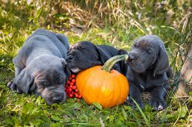 Our great dane puppies are very quality breed. 4 Things To Know About Great Dane Puppies Greenfield Puppies