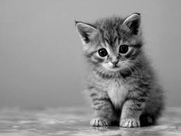 Black And White Kitty Pictures Cute Cat Photography Black And White Kitten Kittens Cutest Baby Animals Pictures Baby Cats