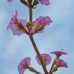 Image result for Commicarpus helenae