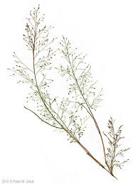 Image result for Eragrostis friesii