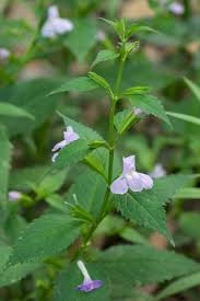 Image result for Mimulus