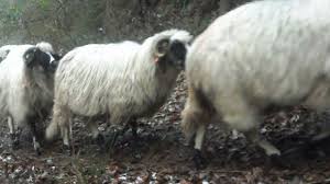 Devino membru vip si vei fi notificat imediat ce apar anunturi noi conform filtrelor cautarii tale salvate! Oi Breze De Vanzare 0756252034 Youtube