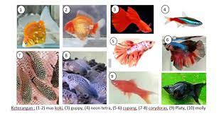 Ikan diskus memiliki warna cerah, sehingga jenis ikan hias air tawar ini sangat populer sebagai pilihan yang cocok untuk akuarium air tawar. Tips Memilih Ikan Peliharaan Yang Cocok Untuk Akuarium Hias Republika Online