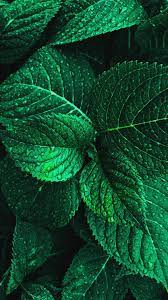 Muchatseble Green Nature Wallpaper Leaves Wallpaper Iphone Nature Iphone Wallpaper