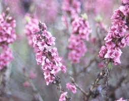 Image result for Daphne mezereum