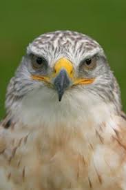 Birds Of Prey Pictures And Names This Song Teaches About The Basic Ecology And Adaptations Of Birds Of Prey All To A Memorable Sing Along Tune Lyrics Their Na Raptors Bird Birds Of Prey Prey