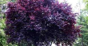 Posts About Fsw On Open Window Front Yard Landscaping Purple Leaf Plum Tree Garden Trees