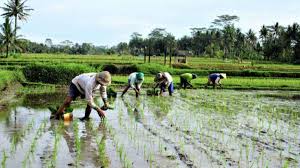 Pertanian merupakan sektor yang sangat penting untuk menunjang kehidupan manusia sejak masa prasejarah hingga saat ini. Ruu Cipta Kerja Gairahkan Investasi Di Bidang Pertanian Infodenpasar