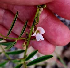 Image result for Tephrosia praecana