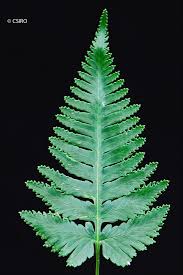 Image result for Davalliaceae