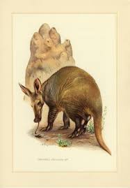 Aardvark Vintage Lithograph From 1956 Etsy Animais Selvagens Reino Animal Animais