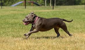 As with most mammals, females will tend encourage your blue nose pitbull puppy to interact with other dogs from a very young age. Blue Nose Pitbull Dog Breed Information And Owner S Guide Perfect Dog Breeds