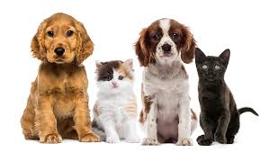 Toy dogs, who tend to be near the size of a full grown cat, might be a breed we automatically think of as a safe bet. Natick Ma Puppy Kitten Care Wellesley Natick Veterinary Hospital