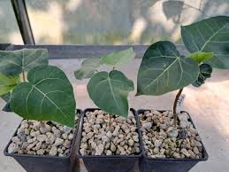 Image result for Ficus abutilifolia