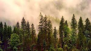 As the tree matures, it develops an attractive spreading branch pattern and flat top. Green Pine Trees Cloudy Sky Green Pine Landscape Forest Trees Woods Sunrise Pxfuel