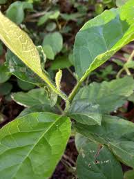 Image result for Ehretia cymosa