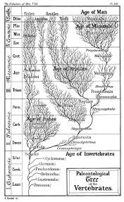 Timeline Of Human Evolution Wikipedia