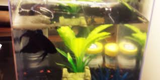 Why Do Betta Fish Make Bubbles Bettafish Org