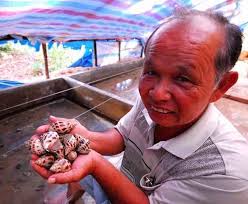 Vua ốc hương” ở Phú Quốc