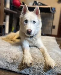 My sweet girl misses me when I go away for a few hours. Hubby said as soon  as she hears my car she jumps up whining at the door. She is my